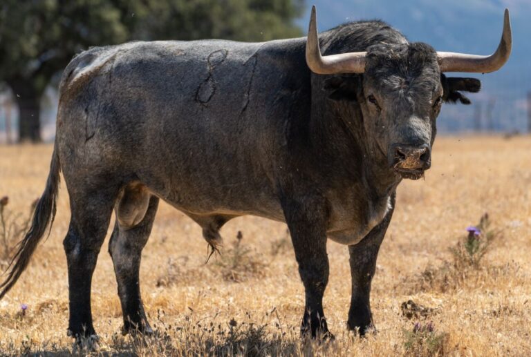 Le Gouvernement d&rsquo;Estrémadure créera le Conseil taurin ou Table pour la promotion de la tauromachie