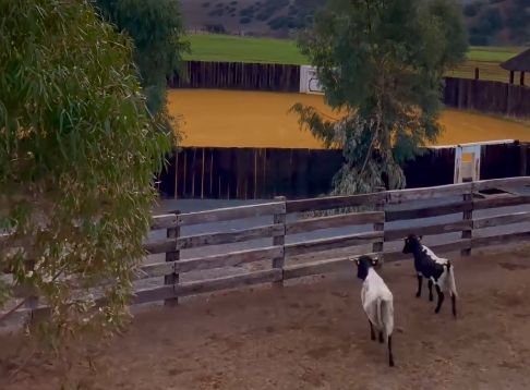 Morante de la Puebla acquiert plusieurs vaches du ranch Hermanos Quintas