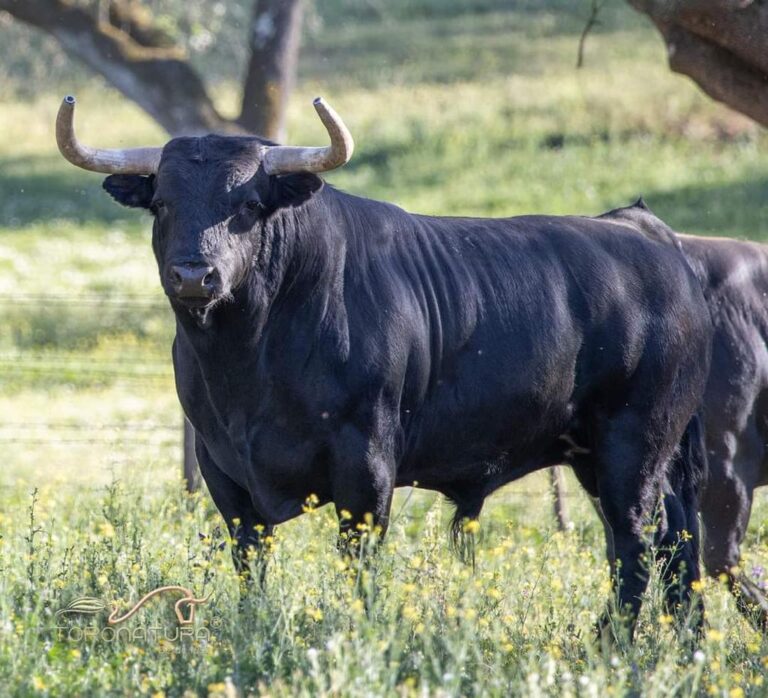 Murteira Grave remporte le prix du meilleur taureau de la saison à Lisbonne