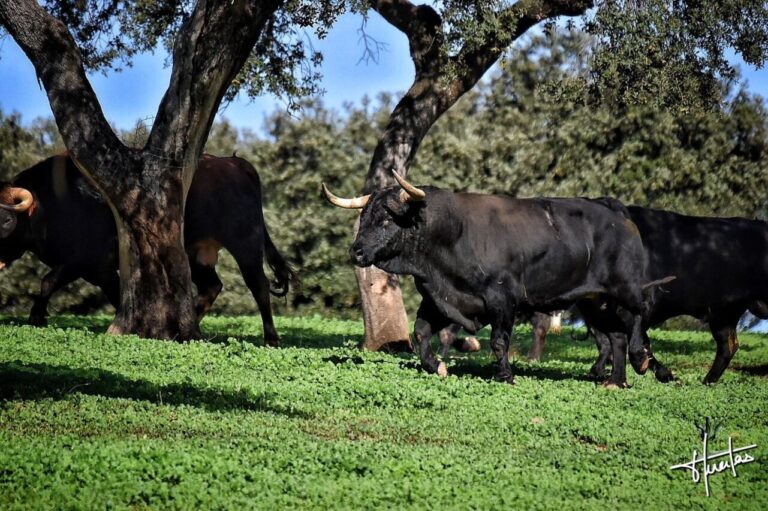 Le Ructl lance le «Livre vert de Toro Bravo» qu'ils présenteront à la fin de la saison
