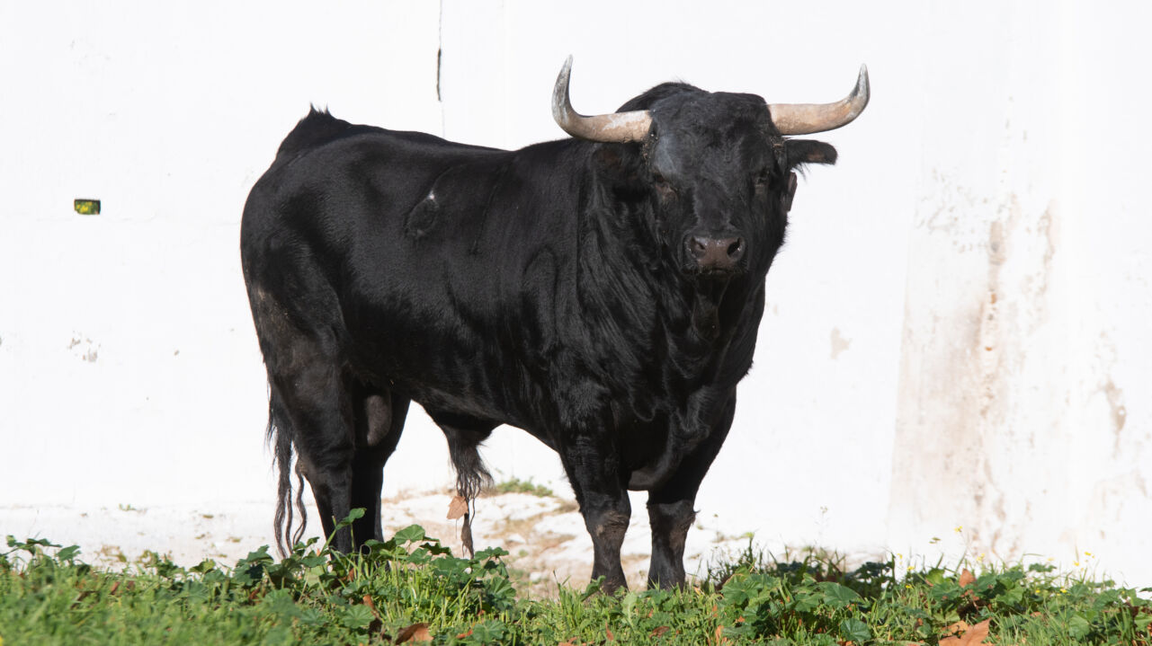 Taureau de Hermanos Collado Ruiz