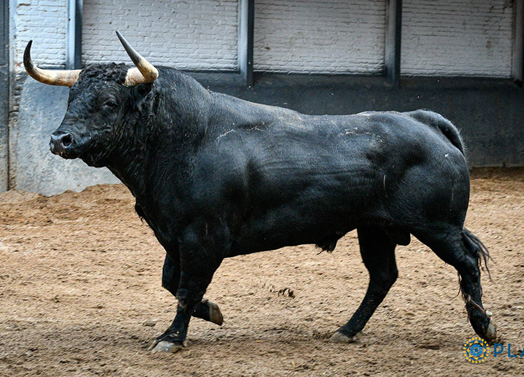 Fuente Ymbro&rsquo;s 2024 : « Nous irons à Madrid pendant cinq après-midi, à Pampelune, ​​Bilbao, Logroño… Nous disputerons 12 corridas et 7 corridas »