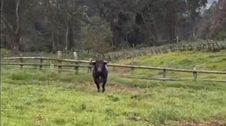 Le départ spectaculaire d&rsquo;un des taureaux Vistahermosa, revu pour Cali