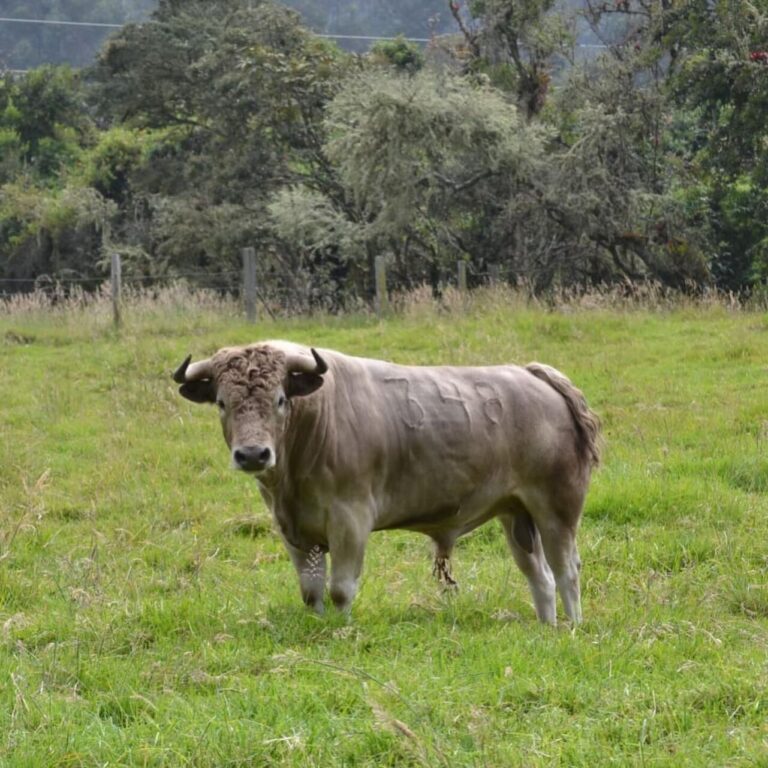 Les taureaux de Juan Bernardo Caicedo qui ouvriront la Foire de Cali