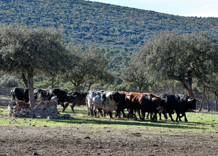 Nous étions mal habitués à avoir plein de taureaux