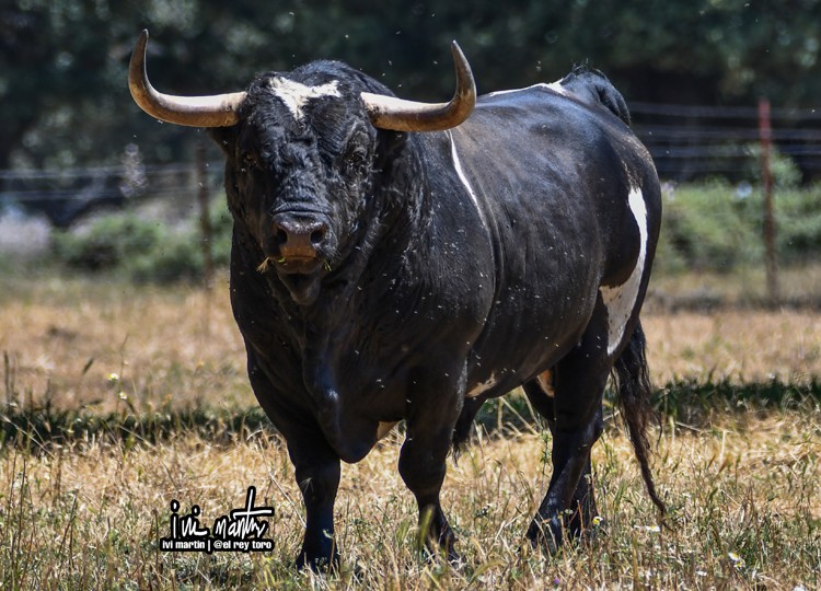 Barcial maintient son engagement dans les corridas en France |