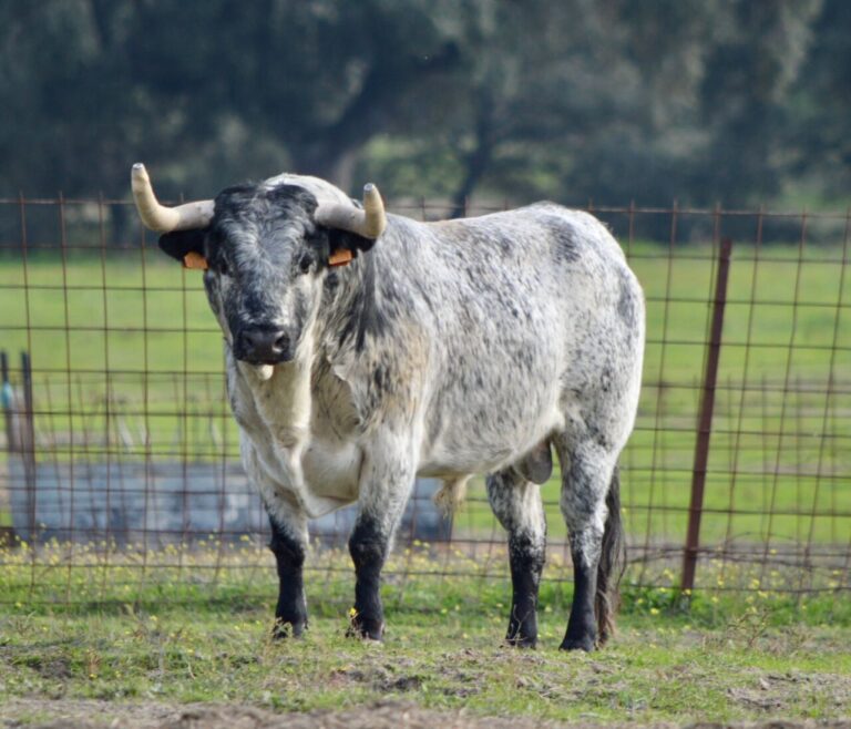 La corrida d&rsquo;Aire-sur-l&rsquo;Adour a déjà du bétail et une datte