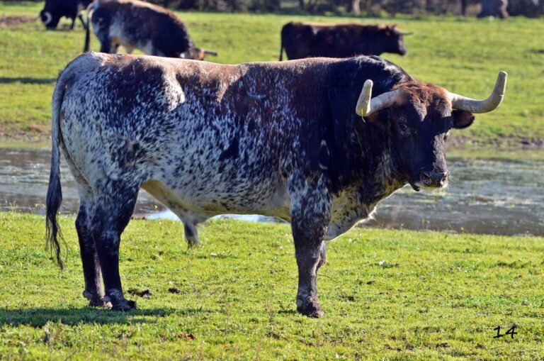 Les taureaux Peñajara de Casta Jijona pour la corrida caritative de Villaseca