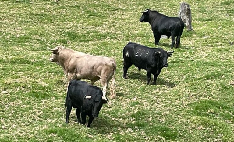Les taureaux « Rancho Grande » examinés pour le premier San Cristóbal
