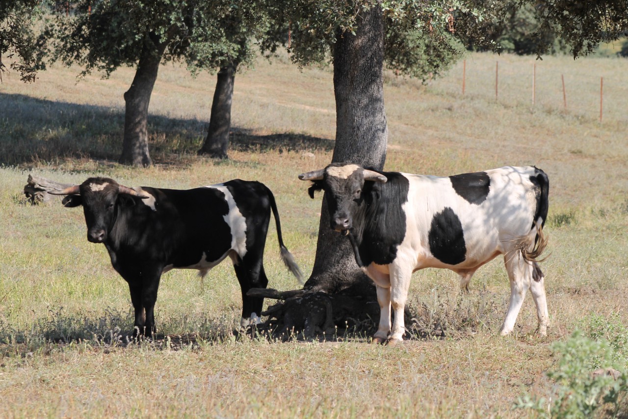 Cañahermosa Élevage Patasblancas Andalousie