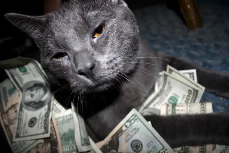 Aujourd&rsquo;hui, les chats ne fonctionnent pas (ou comment l&rsquo;homme domestique est un animal de compagnie)