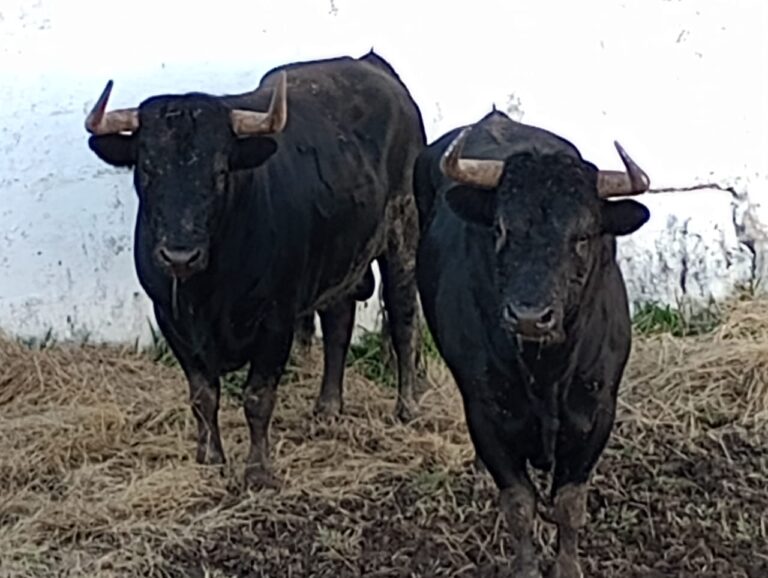 Les Juanbernardos arrivent à Mérida sans revers