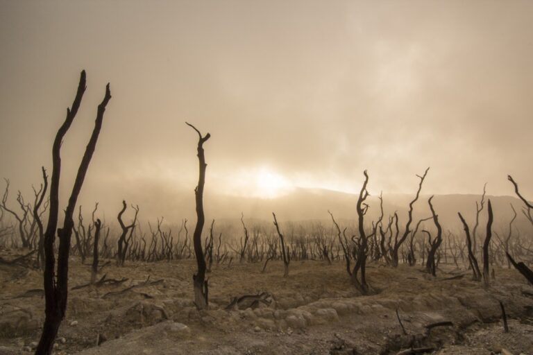 Sauvons la planète en tuant la campagne