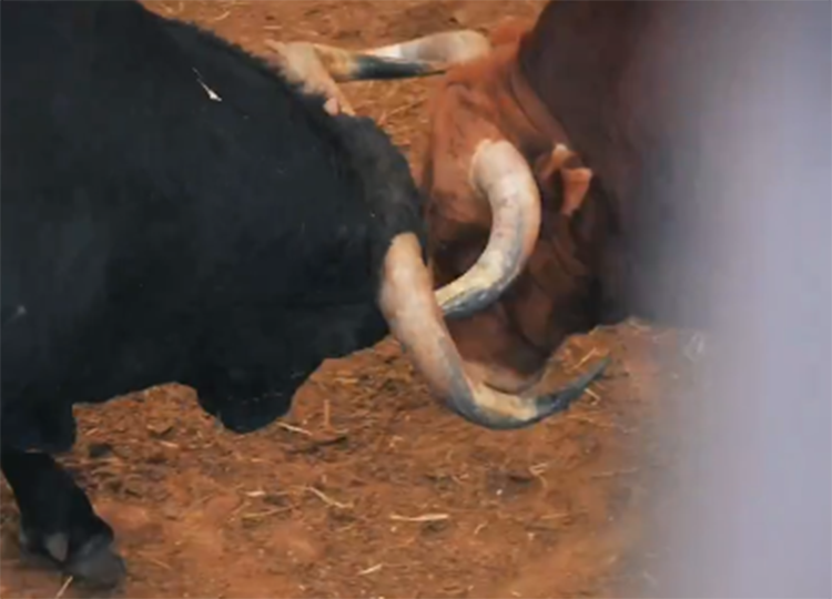 L'atterrissage spectaculaire des taureaux Pedraza de Yeltes à Madrid