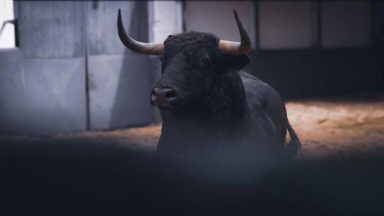 Les taureaux Cuadri du dimanche des Rameaux sont déjà à Las Ventas