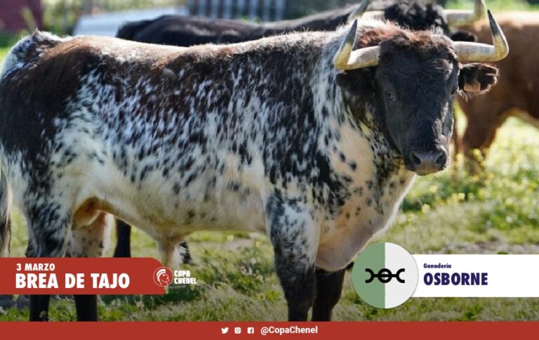 Les taureaux Osborne et El Estoque pour le deuxième tour de la Coupe Chenel, à Brea de Tajo