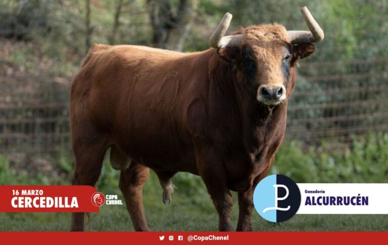 Les taureaux d'Alcurrucén et El Vellosino pour Cercedilla