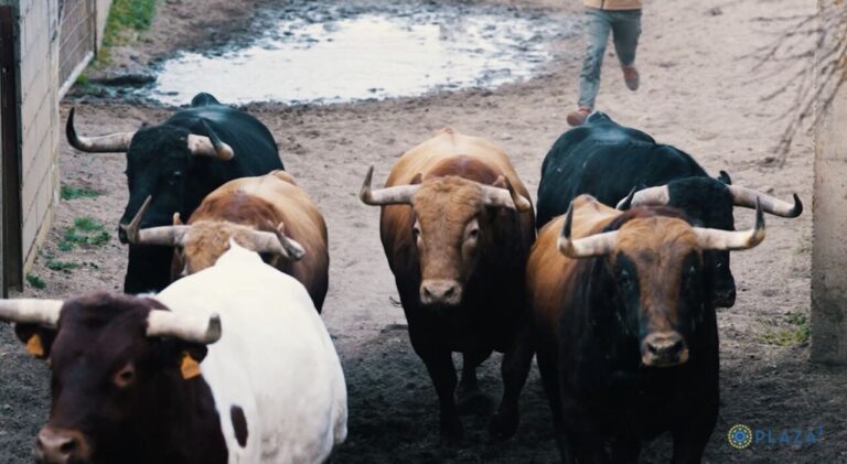 Les taureaux de Pedraza de Yeltes pour le dimanche de Pâques, en route vers Madrid