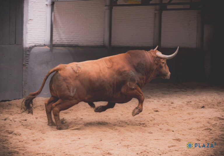 Luis Uranga, éleveur de Pedraza de Yeltes : « La victoire au concours de l'année dernière a suscité de nombreuses attentes et maintenant nous devons répondre »