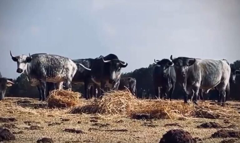 Rancho Seco : Cent ans plus tard