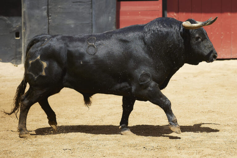 'Picaron', de Jandilla, ouvre l'après-midi de Manzanares, Talavante et Tomás Rufo à Séville