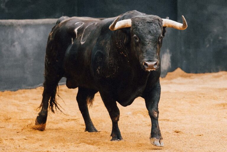 José Luque Teruel: « À mon avis, Tabarro s'est battu discrètement à cheval puis il est finalement tombé en panne avec la béquille »