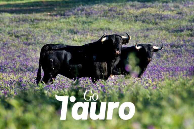 L'équipe technique du projet GO TAURO publie son premier article dans une revue à impact scientifique