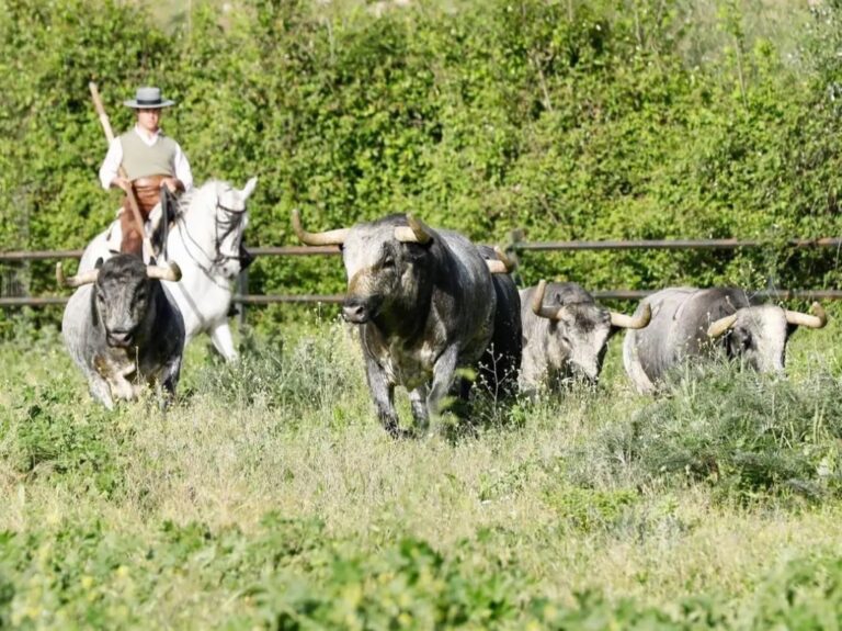 Les taureaux La Quinta pour Dax