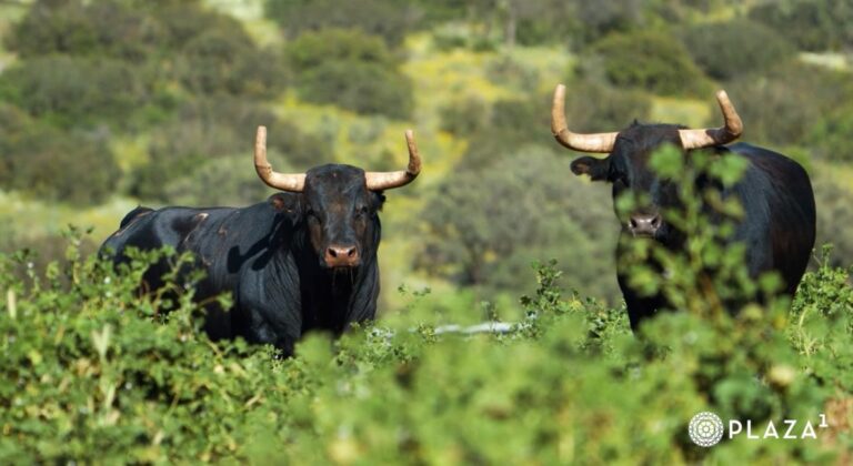 Les taureaux d'Araúz de Robles pour ce dimanche 28 avril à Las Ventas