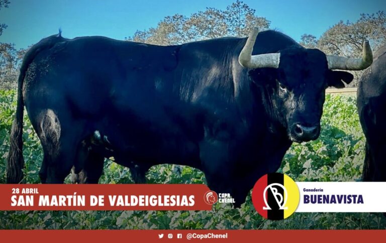 Les taureaux de Buenavista et José Enrique Fraile de Valdefresno pour la deuxième phase de la Coupe Chenel à San Martín de Valdeiglesias
