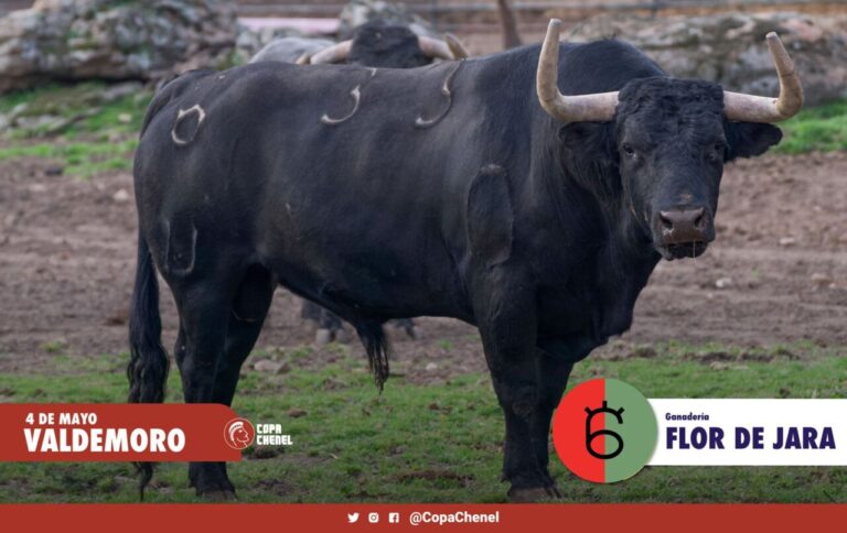 Les taureaux de Flor de Jara et Ángel Luis Peña au retour des taureaux à Valdemoro