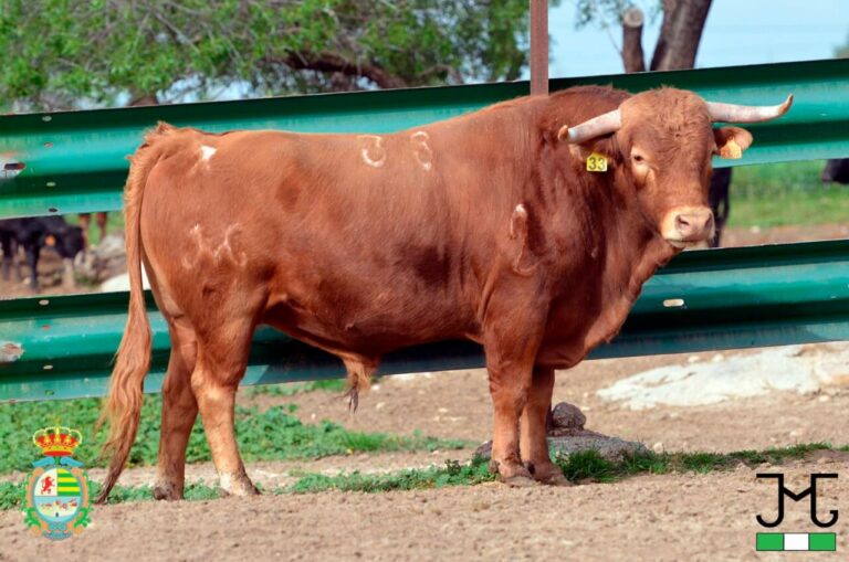 Les taureaux de La Olivilla pour la demi-finale du concours Alfarero de Plata 2024 à Villaseca de la Sagra