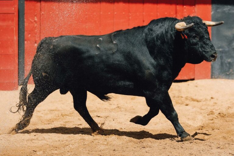 Ordre de combat des taureaux d'El Capea – San Pelayo pour la corrida de Séville