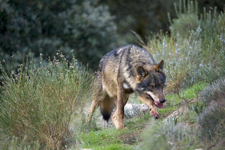 Carlos Novillo demande au gouvernement d'agir face au problème de l'augmentation de la population de loups en Espagne