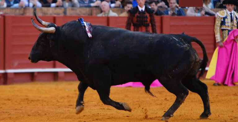Valence annonce que Santiago Domecq sera présent à la Foire de Juillet