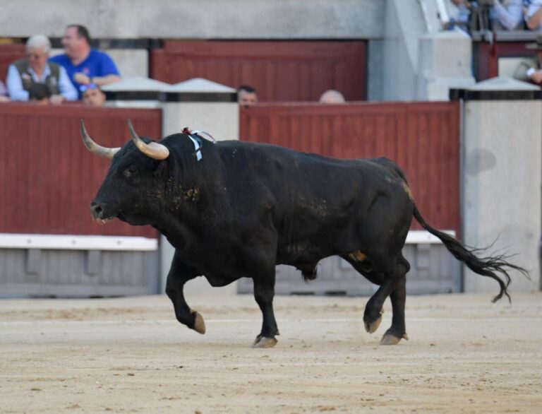 Le bétail virtuel de la corrida d'Alcurrucén : les plus beaux attaqués