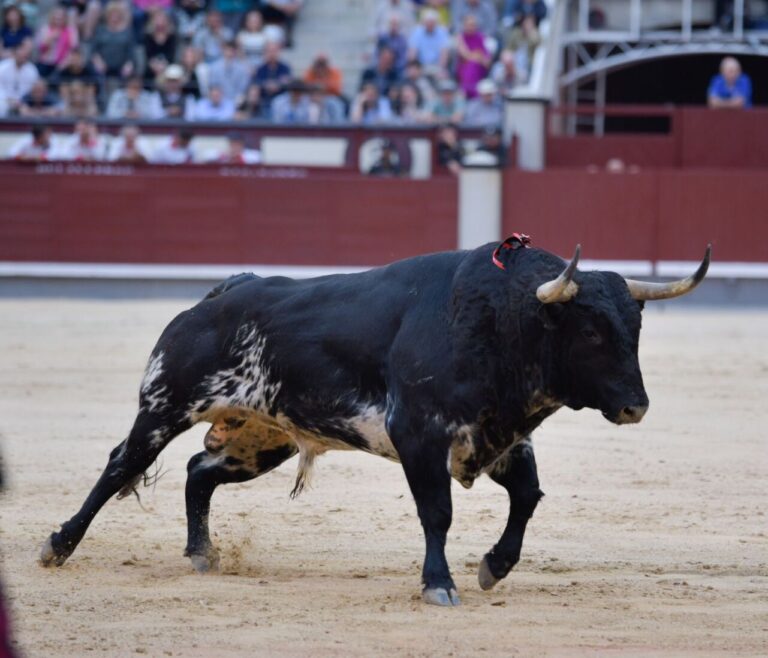 L'éleveur virtuel de Baltasar Ibán : un « Bastonito » amélioré