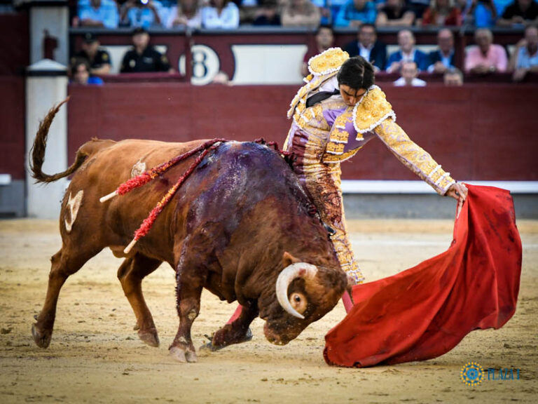 Perera fait la promotion de ses prochains engagements à Madrid avec le souvenir de son travail sur le taureau portugais à la Foire d'Automne 2019