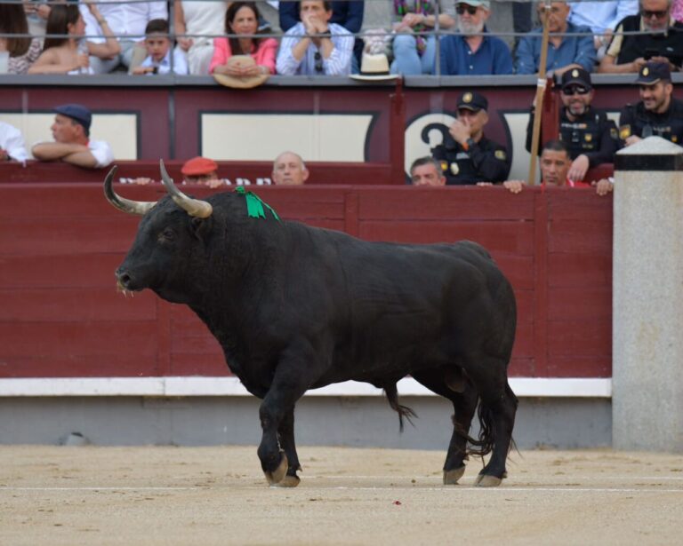L'élevage virtuel de Fuente Ymbro : « Fier », le premier grand taureau de San Isidro