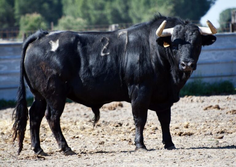 Les taureaux de Brazuelas pour Valladolid