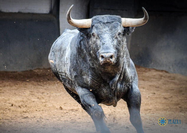 Valdellán, réclamation à Burgos pour les clubs taurins