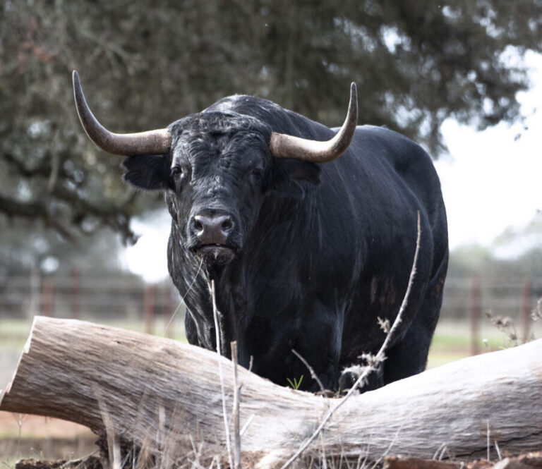 Le taureau de combat : cet animal qui n'existe pas