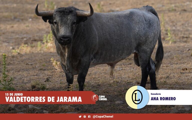 Les taureaux d'Ana Romero et Concha y Sierra pour Valdetorres del Jarama