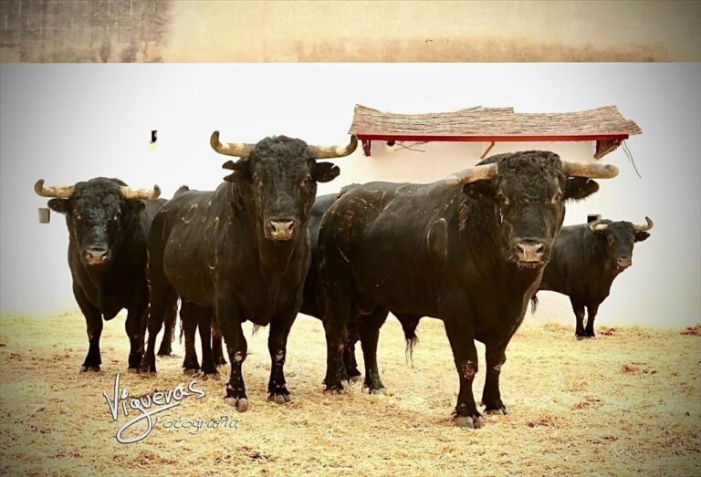 Les taureaux de Fermín Bohórquez qui ouvrent la foire d'Alicante sont déjà dans les corrals
