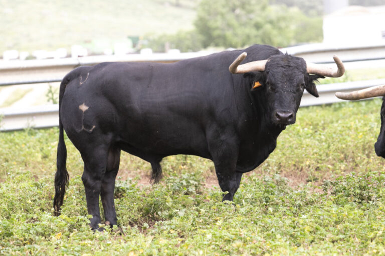 Les taureaux de Los Ronceles pour Trillo