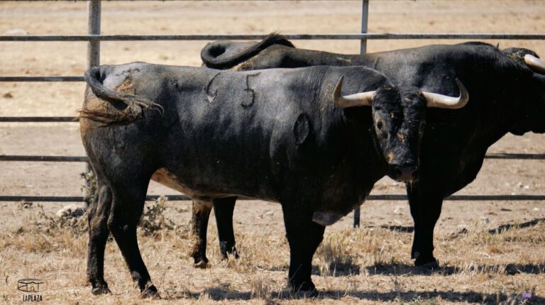Les taureaux de Victorino Martín qui célébreront la Foire de Hogueras, en vidéo