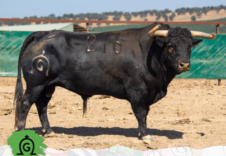 Les taureaux pour le concours de corrida aux adieux de Ponce de Algeciras