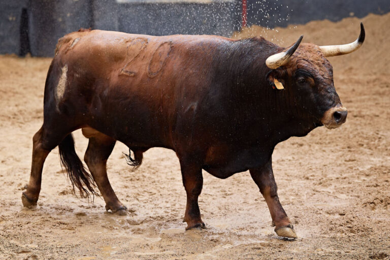 Ordre de combat des taureaux Albarreal pour la 21ème saison d'engrais