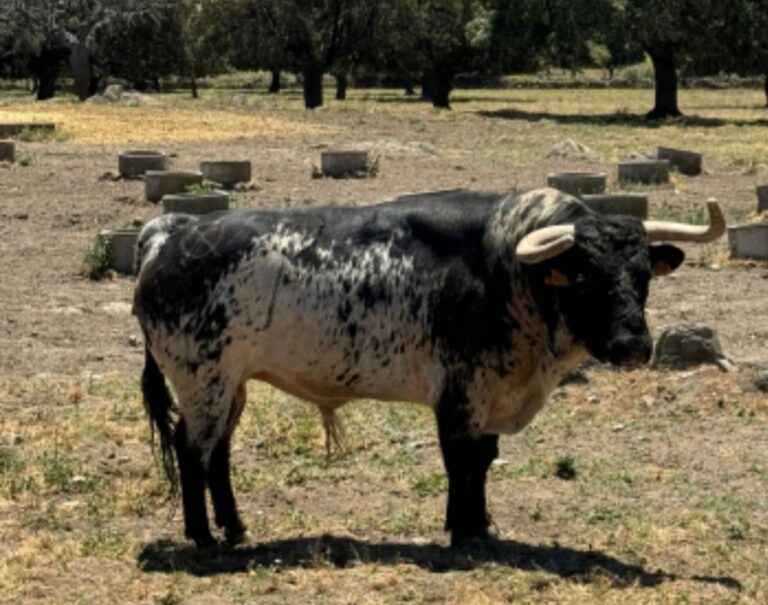 Loreto Charro, la personnalité de Salamanque qui fait ses débuts à Azpeitia (Photos)