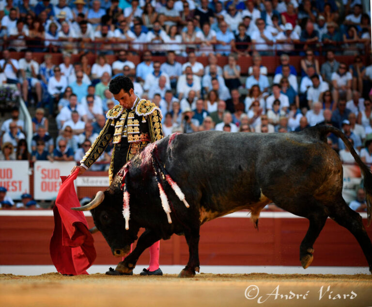 Un superbe Morenito d'Aranda caaille un grand taureau de Flor de Jara